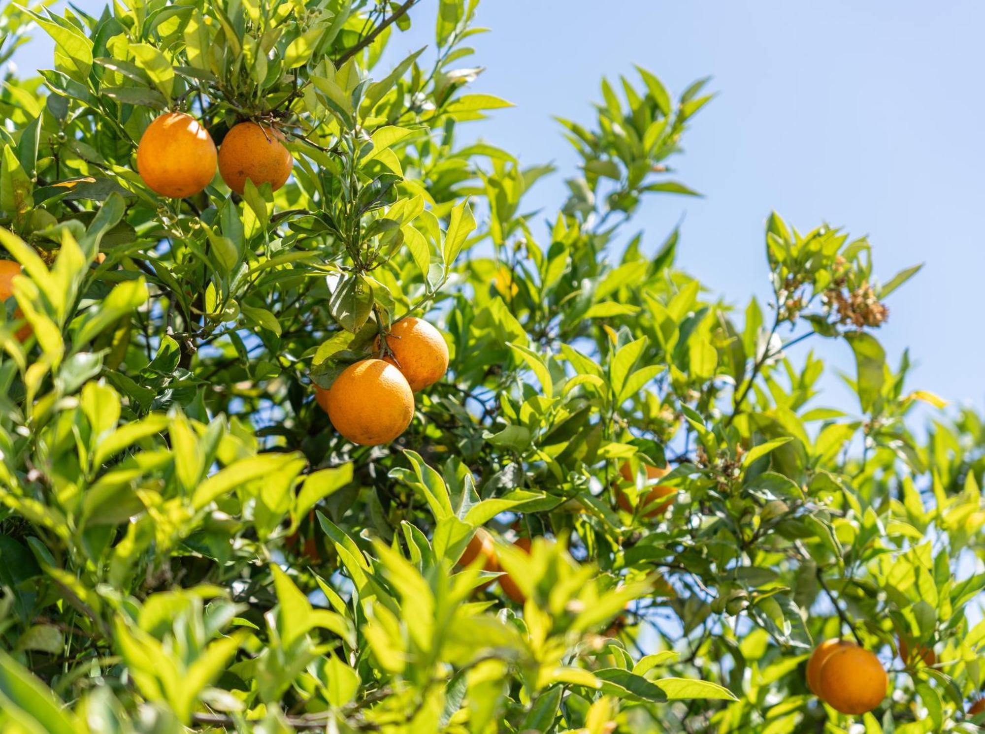 Quinta Das Laranjeiras 볼리케임 외부 사진